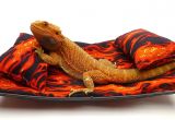 Vinyl Flooring for Bearded Dragon Amazon Com Chaise Lounge for Bearded Dragons Flames Fabric Pet
