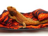 Vinyl Flooring for Bearded Dragon Amazon Com Chaise Lounge for Bearded Dragons Flames Fabric Pet