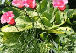Viz Glass Garden Art 1033 Best Yard Art Images On Pinterest Garden Art Garden Deco and