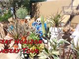 Viz Glass Garden Art Desert Horizon Nursery tour Talavera Pots Metal Garden Art