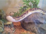 Zoo Med forest Floor Cypress Mulch Ball Python Piebald Lower White Enclosure with Cypress Mulch