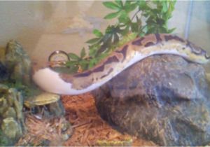 Zoo Med forest Floor Cypress Mulch Ball Python Piebald Lower White Enclosure with Cypress Mulch